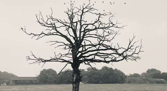 Image for Filing Final Tax Returns for the Deceased